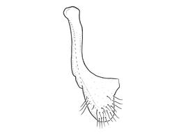   Anthidium clypeodentatum  male, diagram showing ventral view of seventh sternum (S7), diagram from Gonzalez and Griswold 2013 
